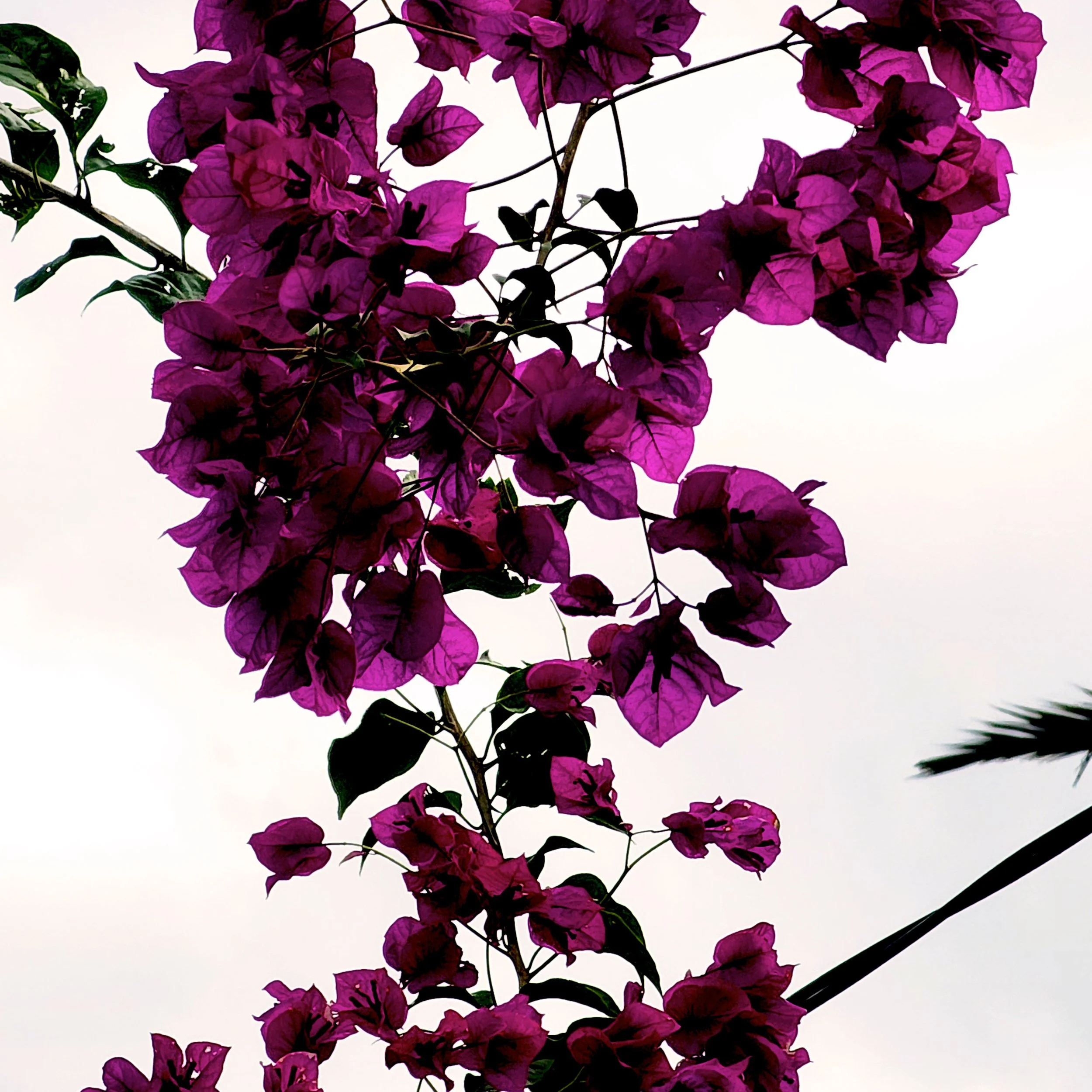 Floral20.jpg