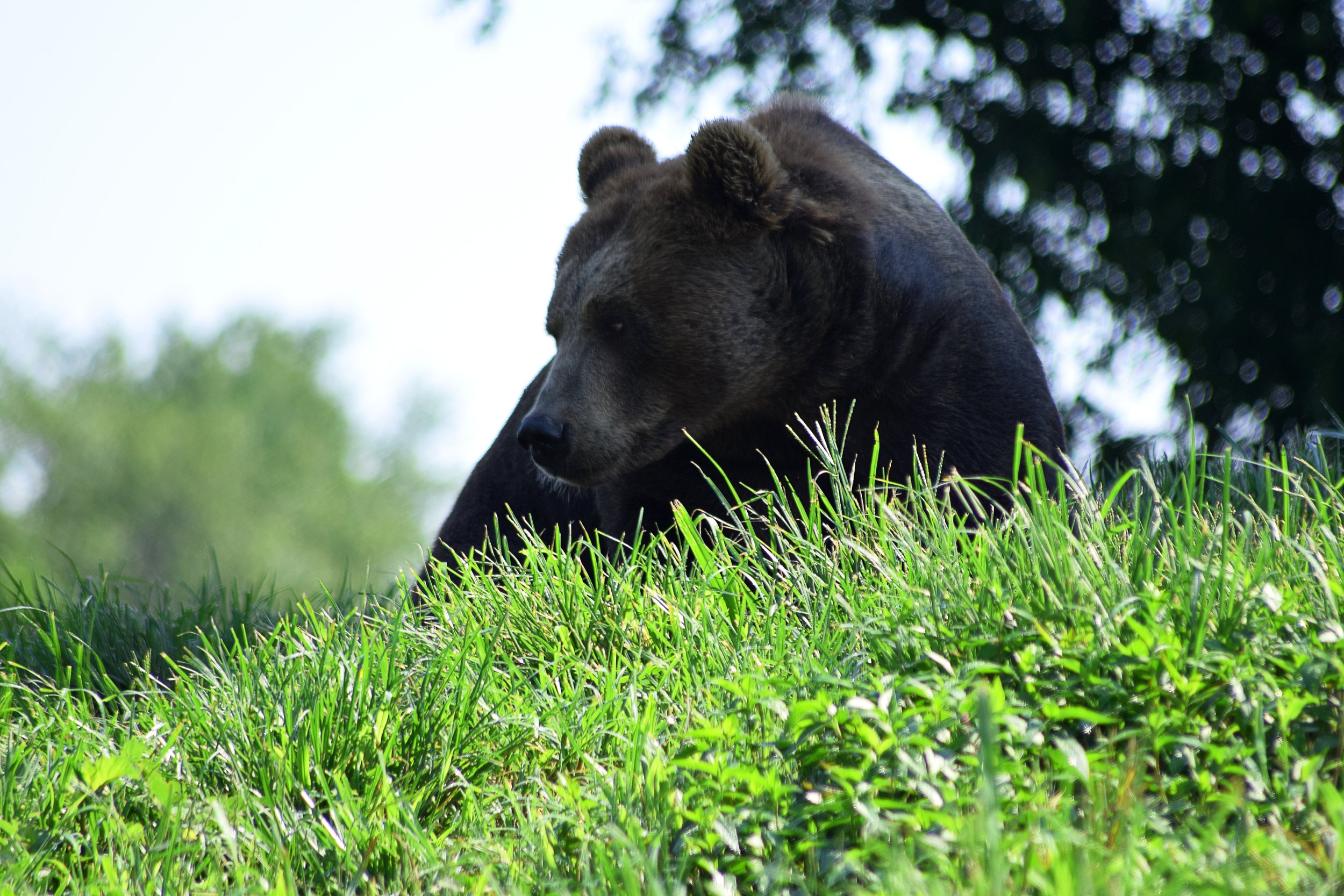 DSC_0184.JPG