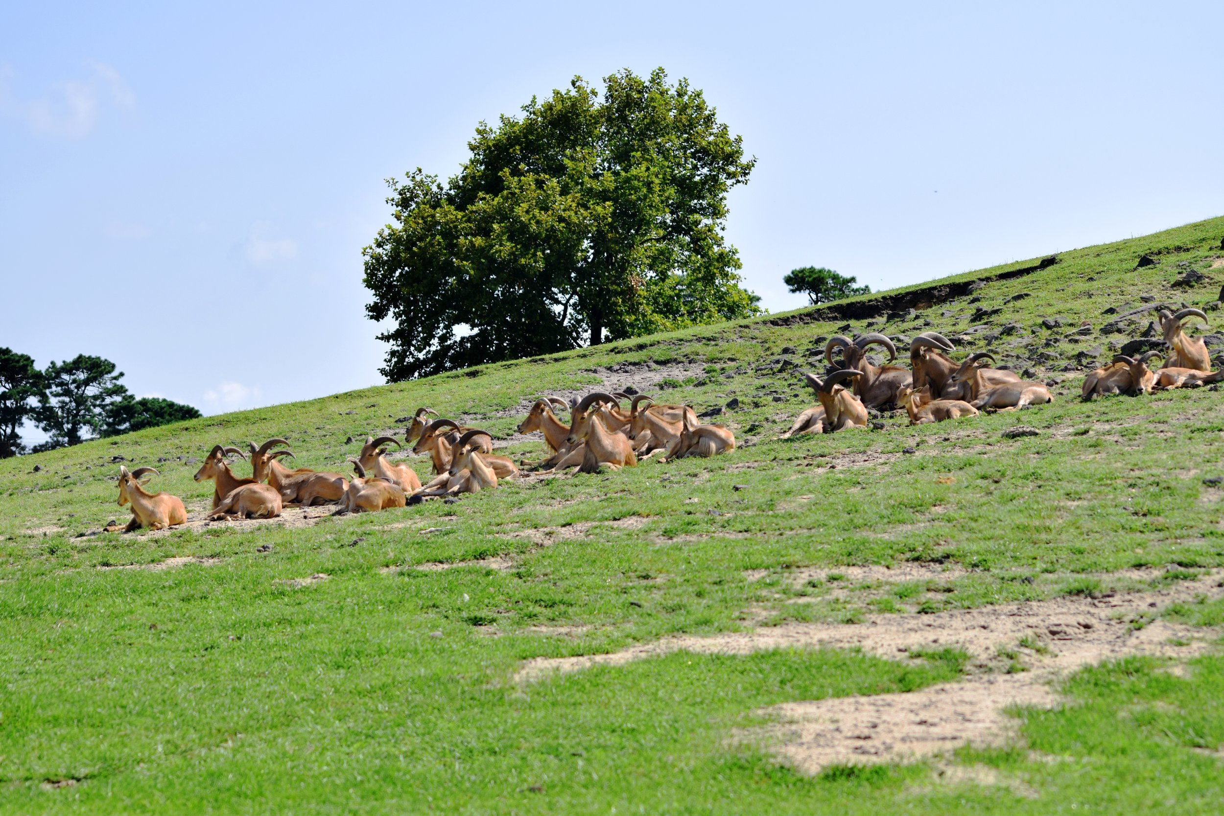 DSC_0231.JPG
