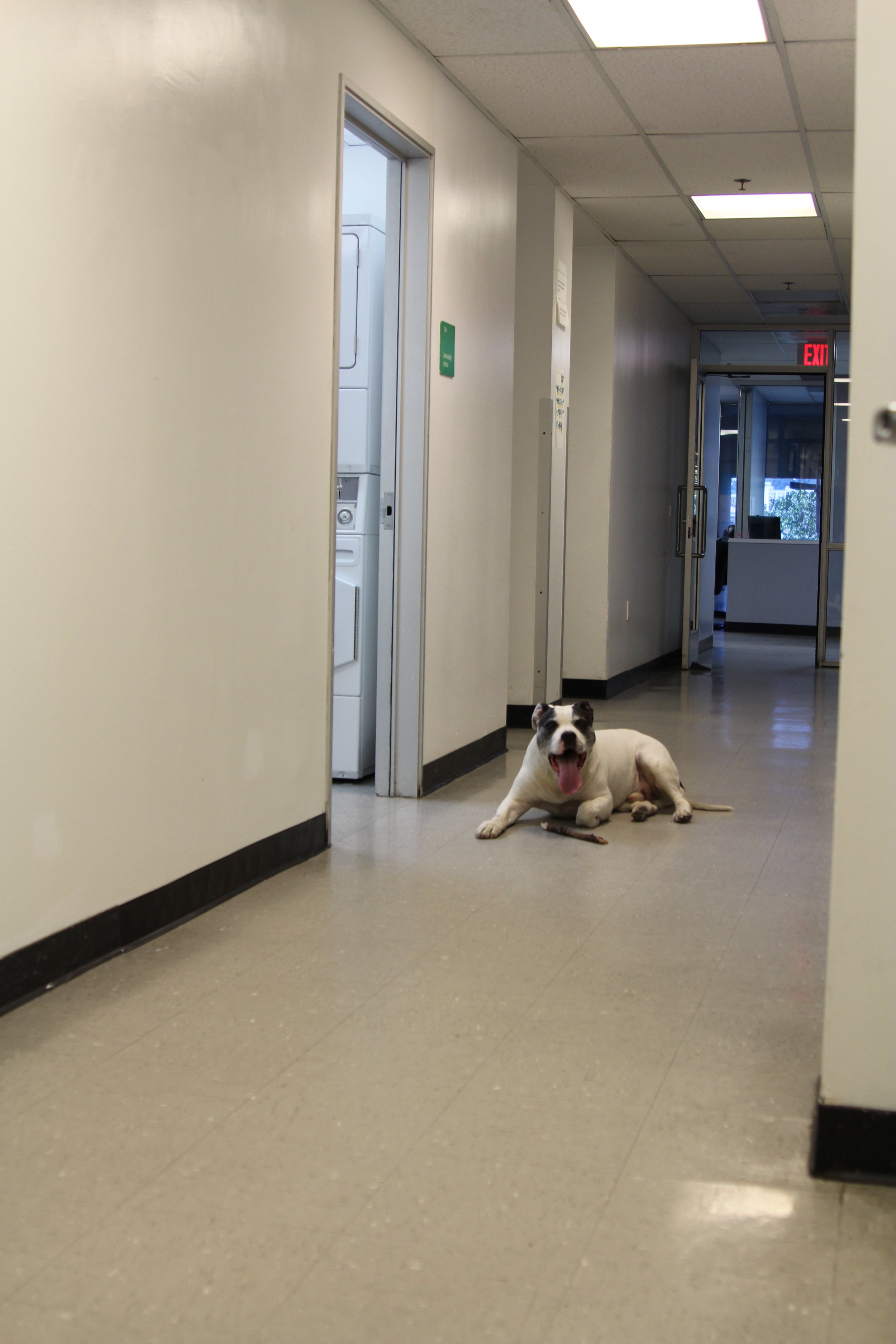 A PATH shelter resident's dog happily munching on a stick outside the laundry room.