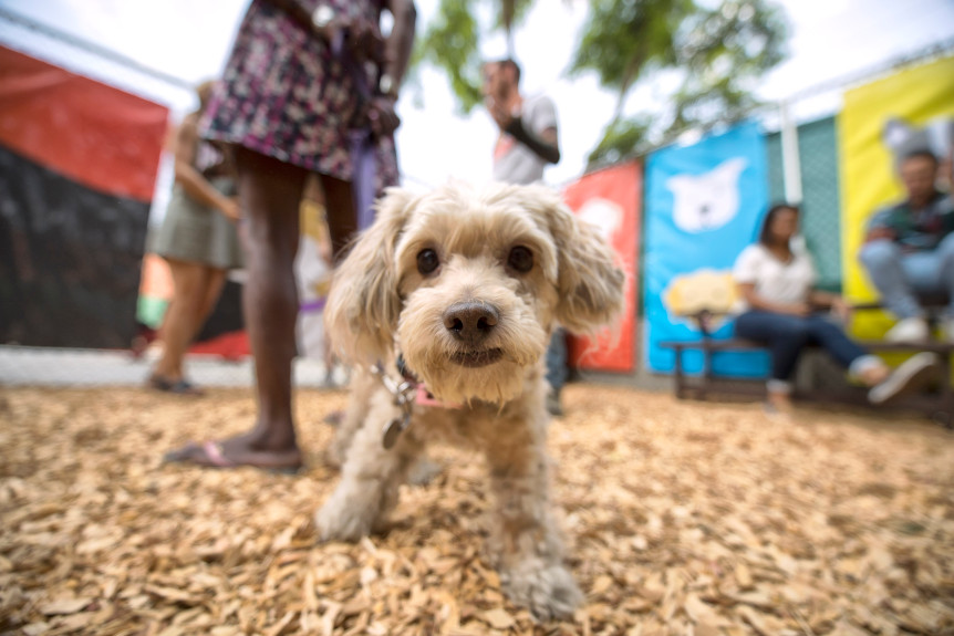 LDN-L-DOG-PARK-008-0811-1.jpg