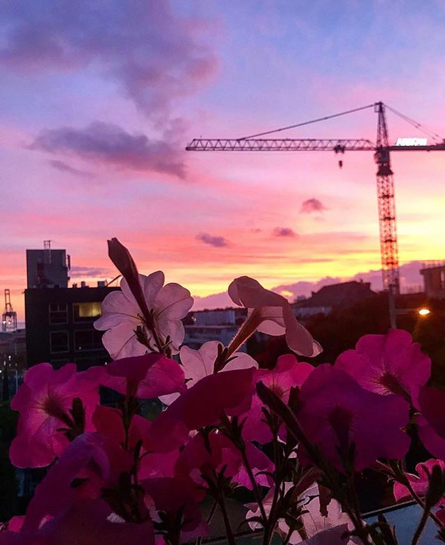 💖Stunning sunrise by @caileanp 
#thestatesmanapartments #aucklandcity #sunrise #citylife #cityscape #crane #auckland #newzealand #nz #theweekbeforechristmas