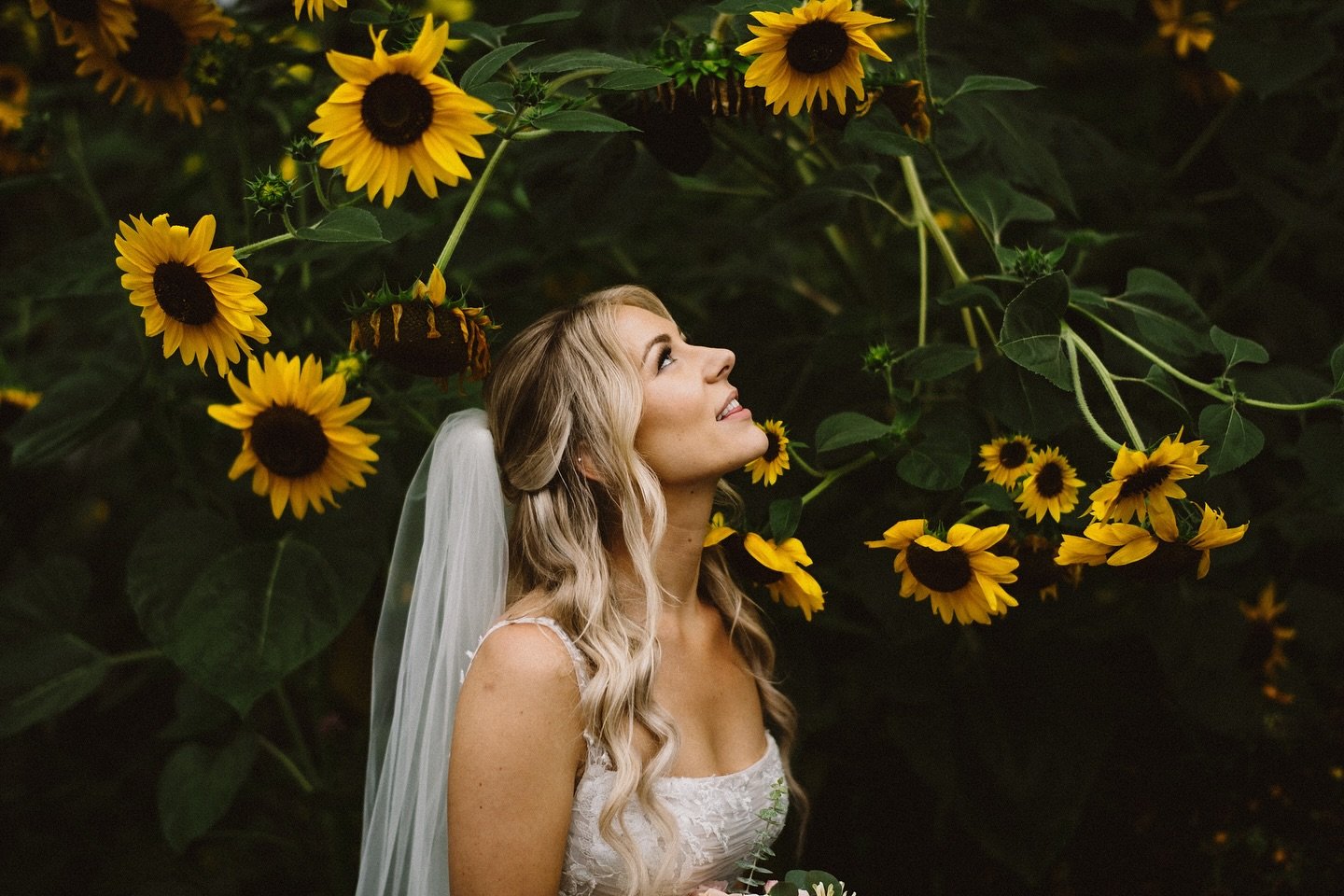 Even on your wedding day, don’t forget to stop and smell the….. sunflowers π»
..
...
....
#vancouverengagement #elopementphottographer #vancouverweddingphotographer #vancouverphotographer #dirtybootsandmessyhair #belovedstories #wanderi