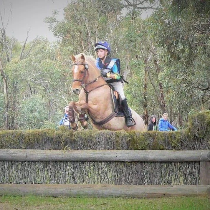 Drumclyer Gadfly Drumclyer Gadfly had a long career as a show jumper and eventing pony. He is 14 hh, is very well educated, very experienced and has a lovely quiet temperament. A great pony for teaching any young rider the ropes, we are very lucky to have this fantastic pony in our team. GADDY IS CURRENTLY LEASED