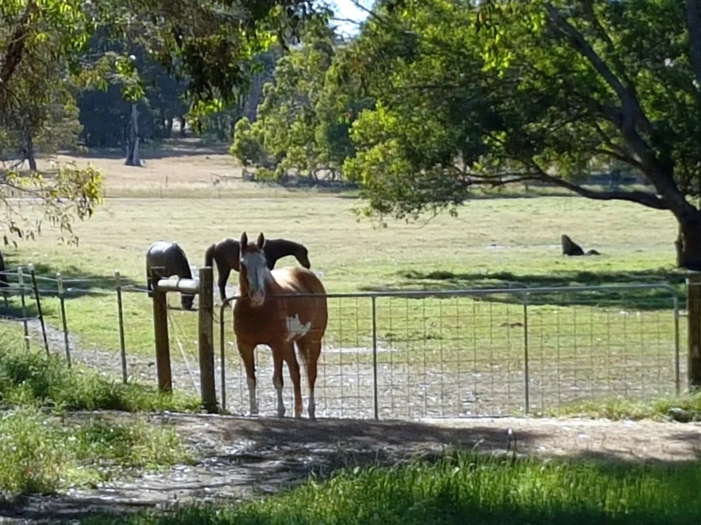 Agistment — Zia Park Equestrian Centre