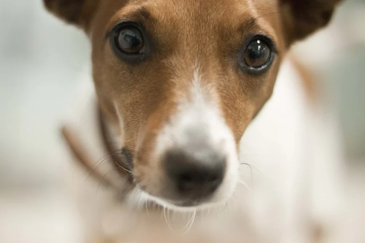 puppy.jpeg