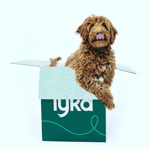 Congratulations Team Lyka @lykapetfood the new website looks awesome and recipes sounding delicious (link in bio)

Thanks for allowing me to part of this incredible step forward to allowing dogs to live their best lives on natural diets 🥦🐶💚 #lykap
