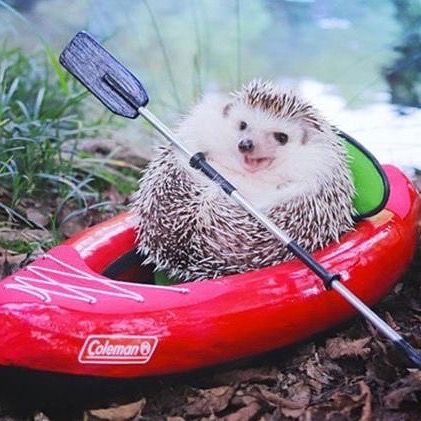 Happy Monday

Who is ready to glide through the week?! Follow for some herbal advice for pets this week 
#herbalife #motivationmonday #integrativemedicine #integrativeveterinarymedicine #holistic #healthypets