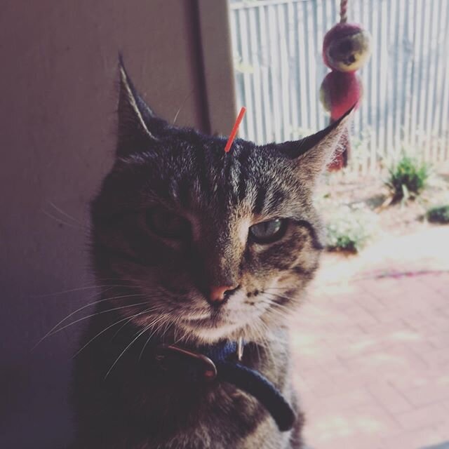 Saturdays are for hanging out with my cat giving her acupuncture, TTOUCH and myofascial release

#catlover #vetsofinstagram #catacupuncture #holistichealth