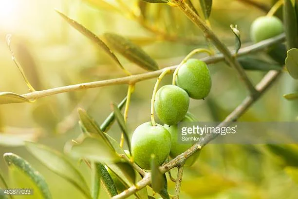Photo by SerrNovik/iStock / Getty Images