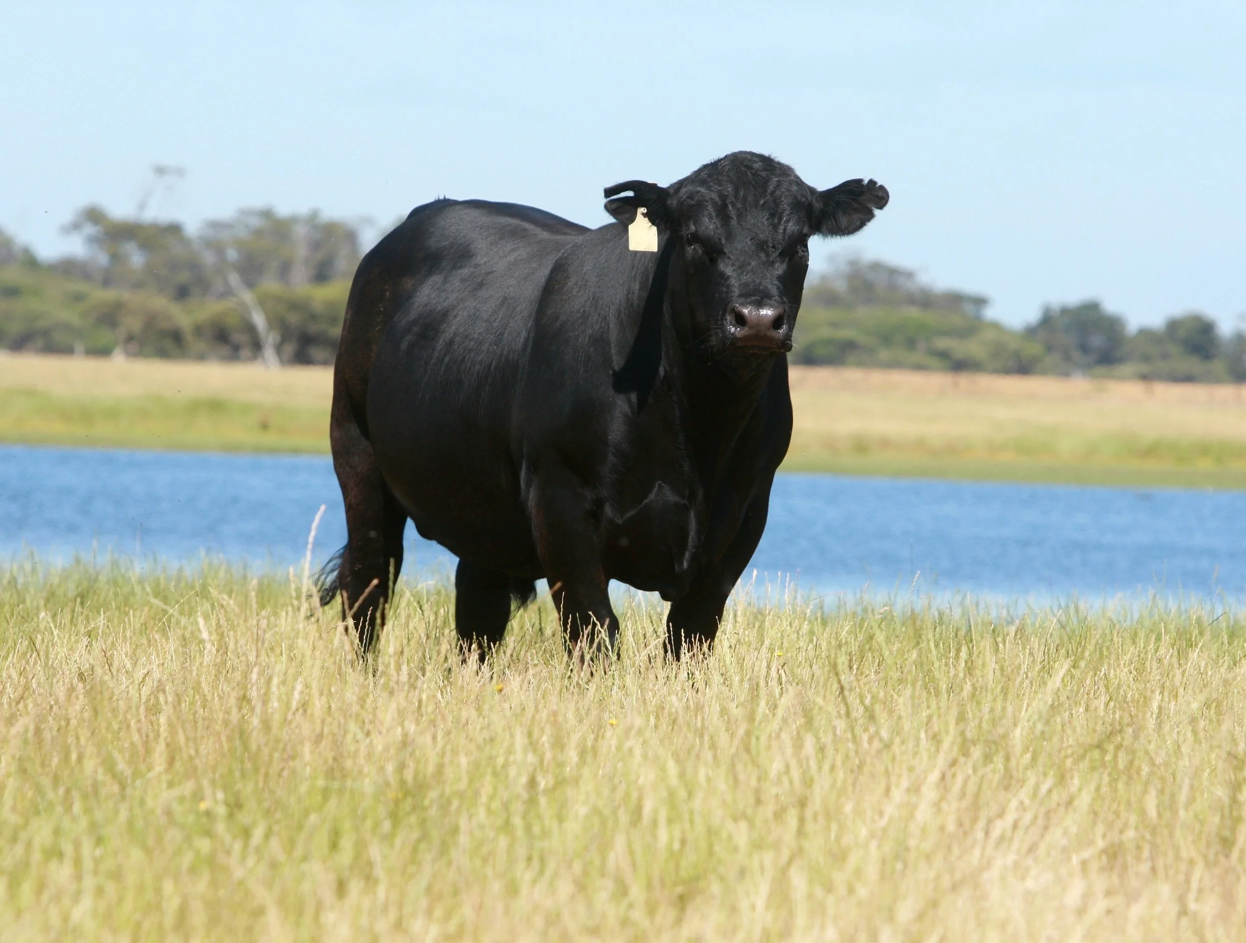 2017 Koojan Hills Bulls Sale