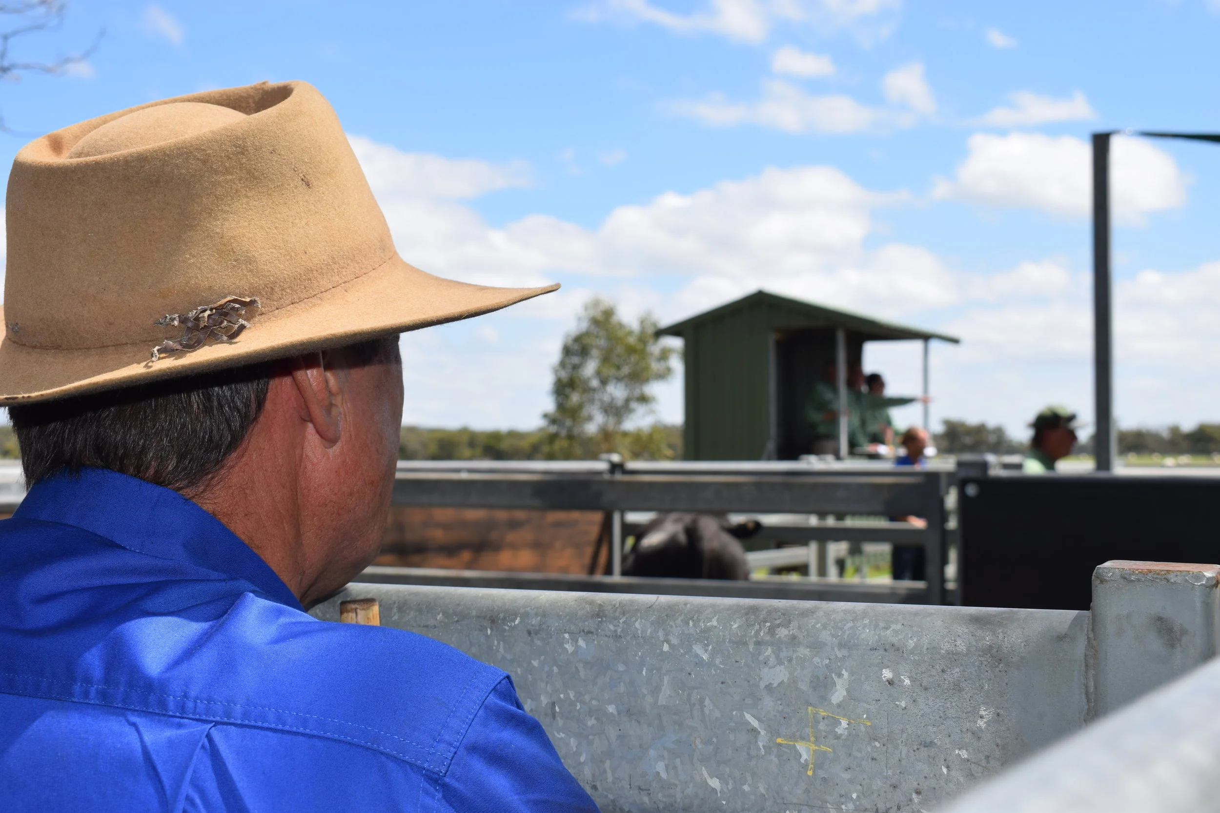 2017 Koojan Hills Sale