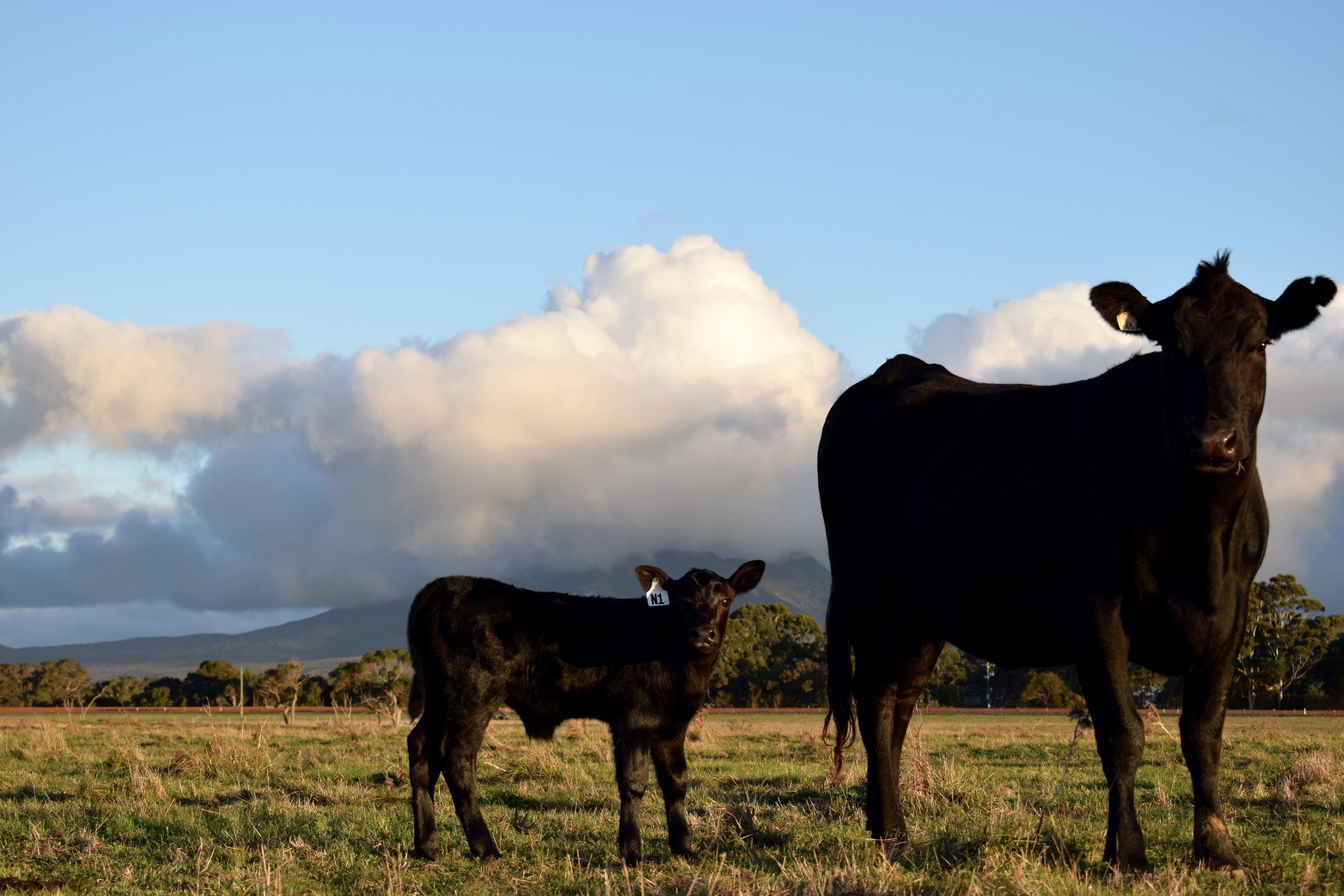 Koojan Hills Patriot N1 born on 25 March at 37 kgs. Lookout for him in our 2019 bull sale!