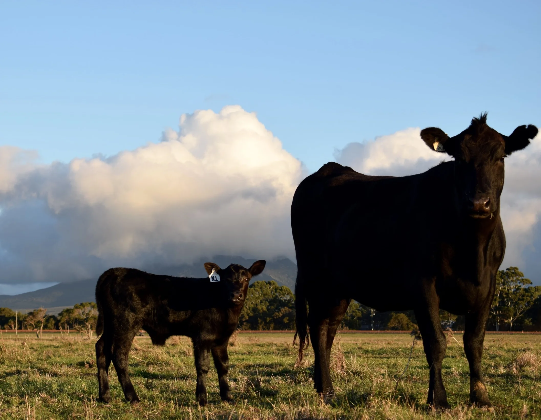 Heifer Calving Finished!