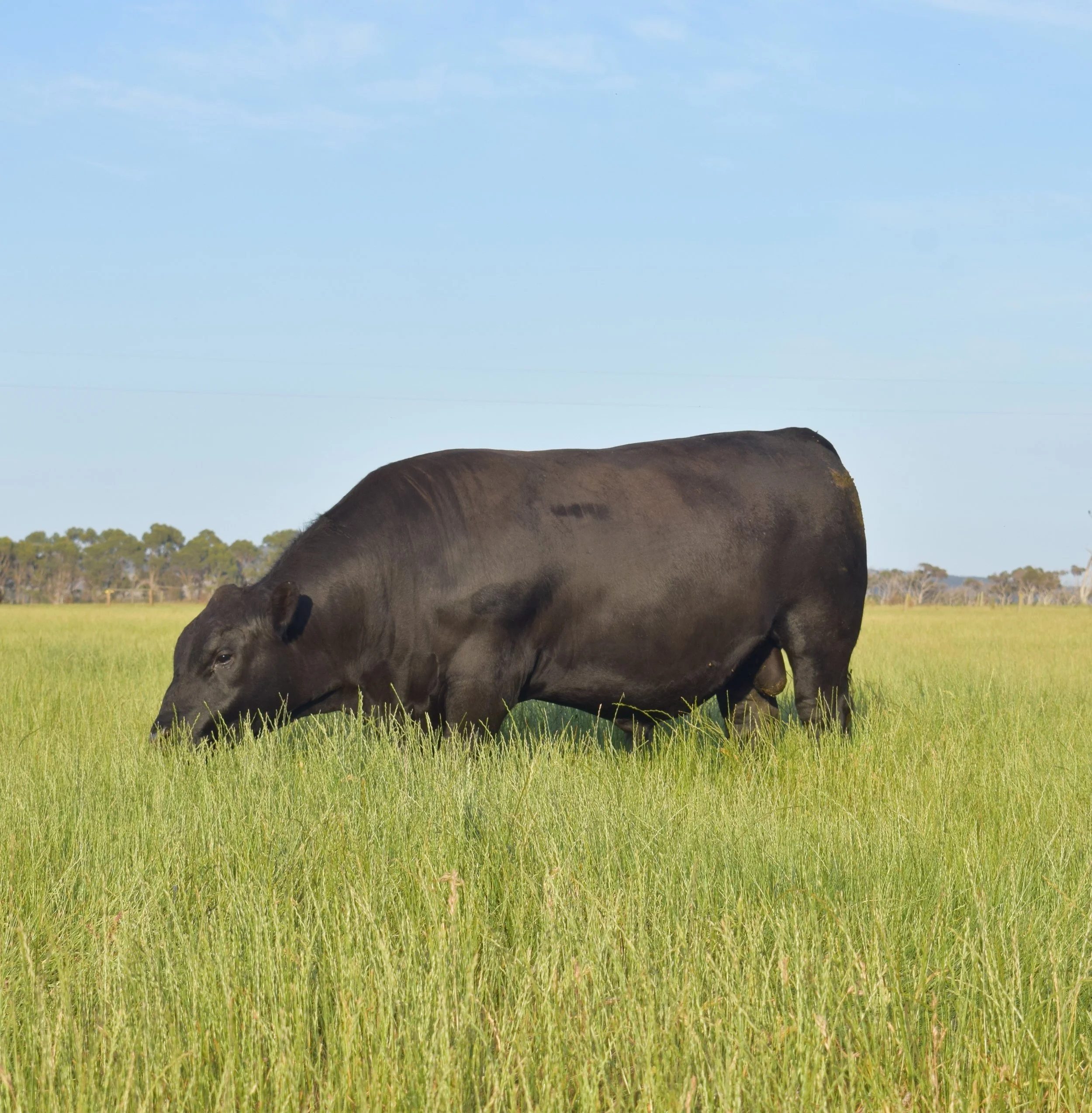 Koojan Hills bulls are 100% grass fed!