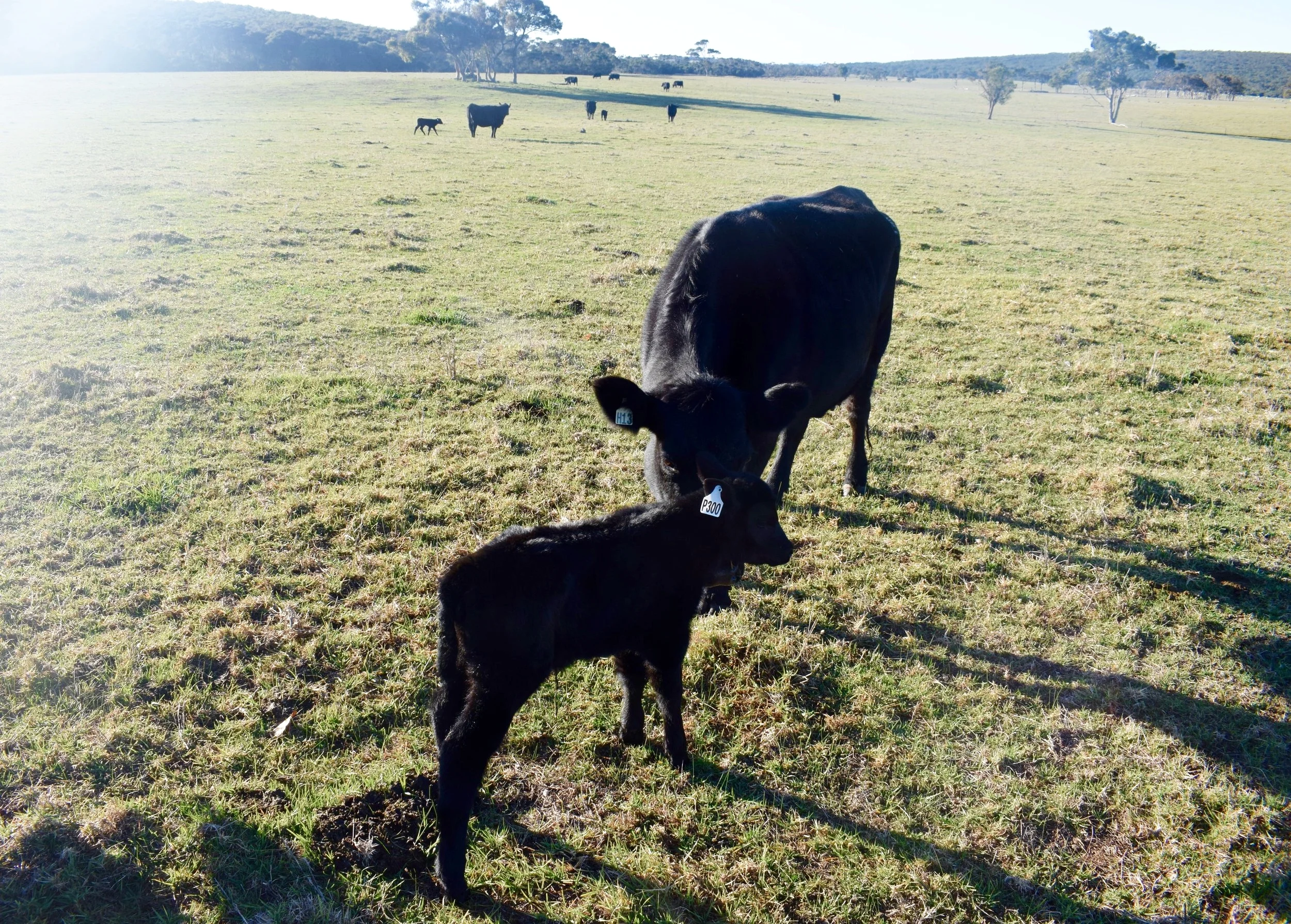 Calving!