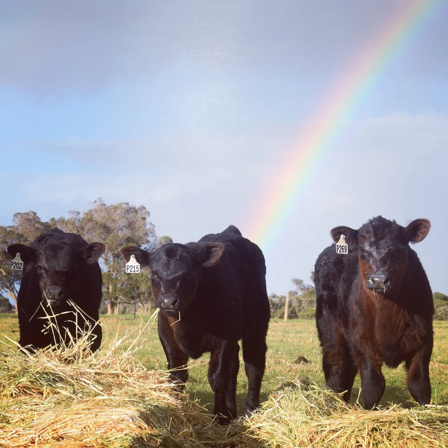 Koojan Hills is a J-BAS 8 Herd