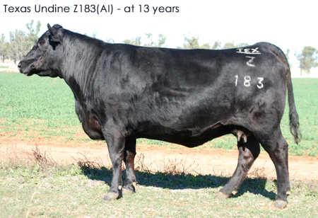 Texas Angus No. 1 donor cow