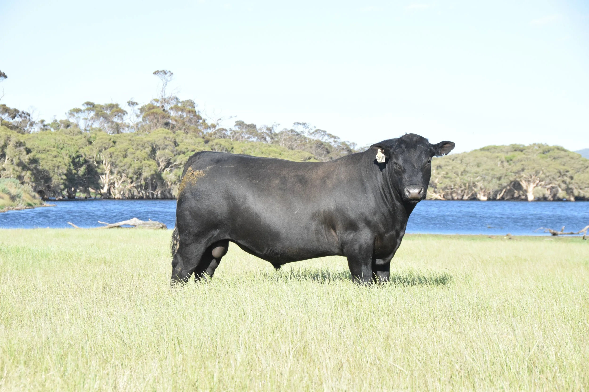 97 Grassfed Bulls On Offer