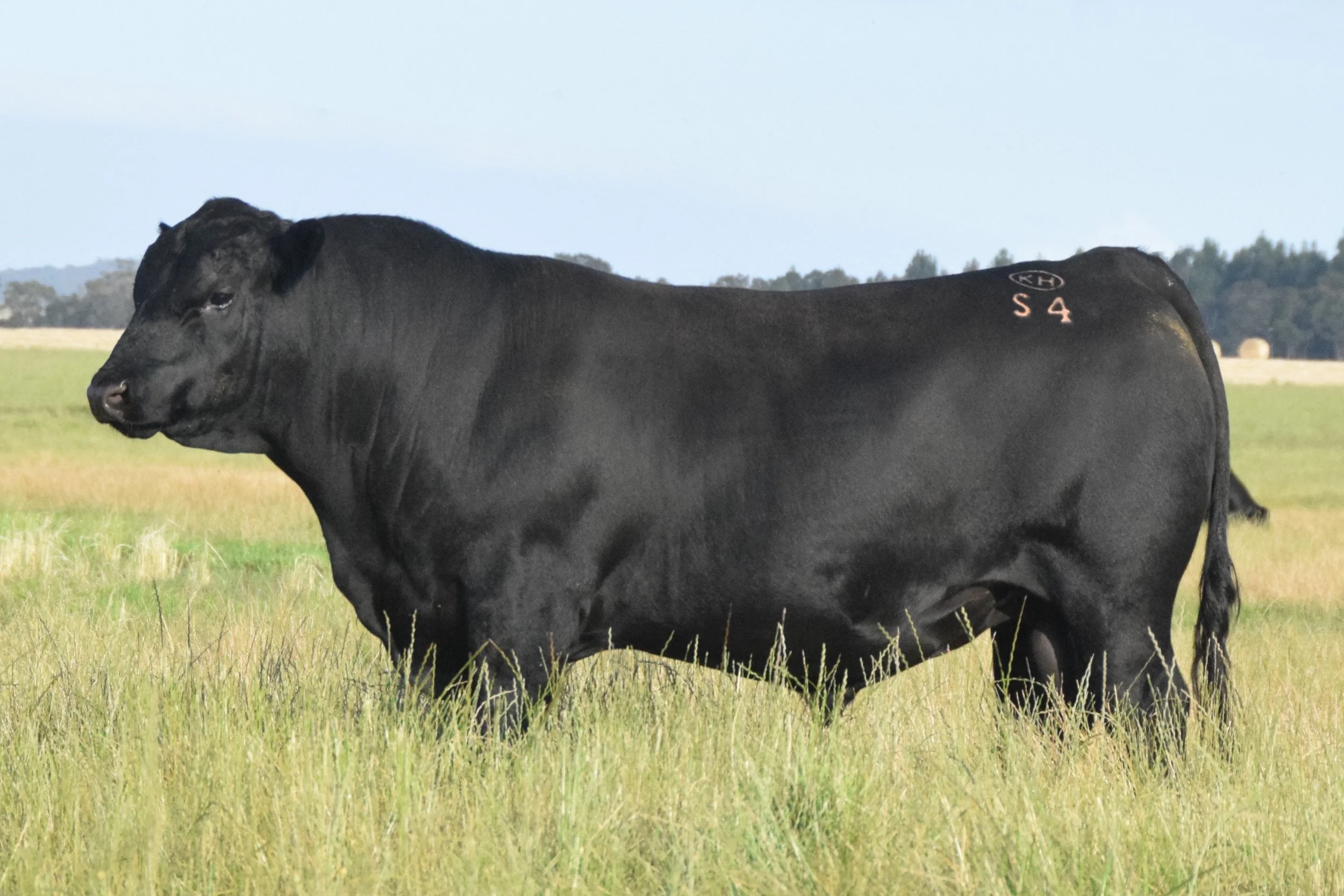 Welcome to our 2023 Bull Sale