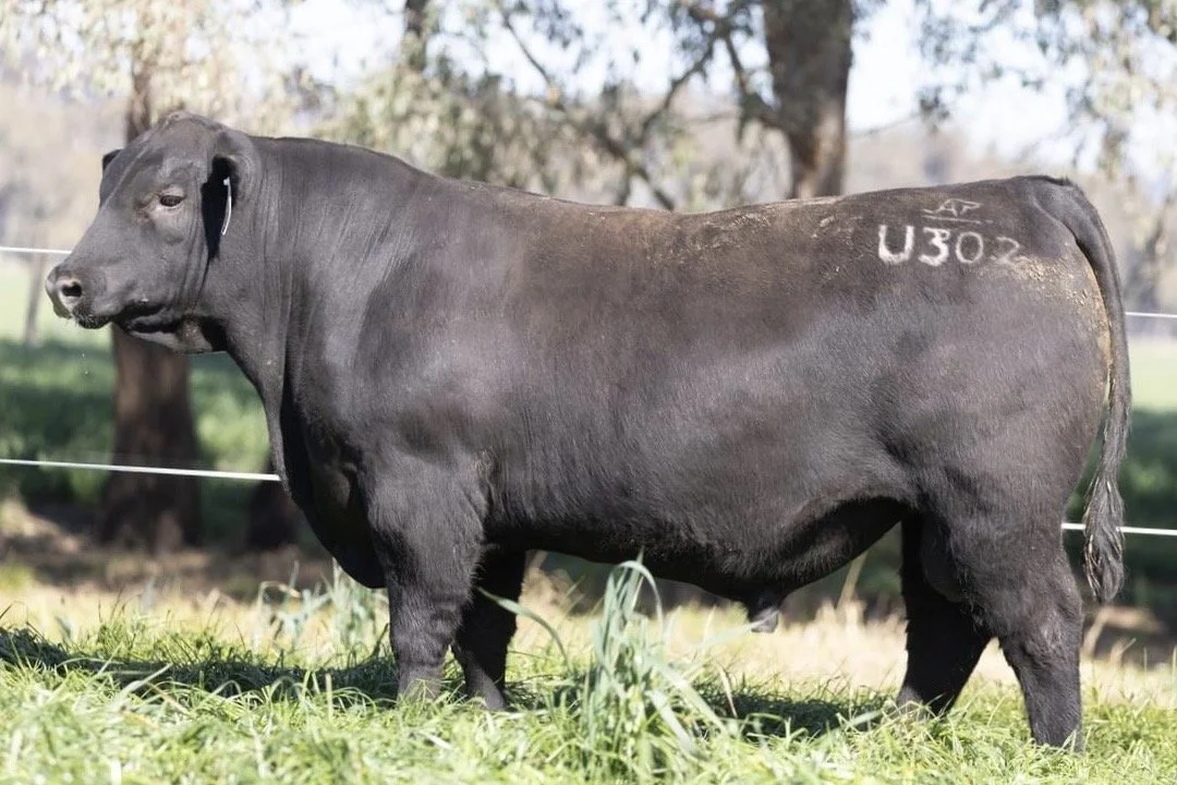 New Ascot Angus Stud Sire