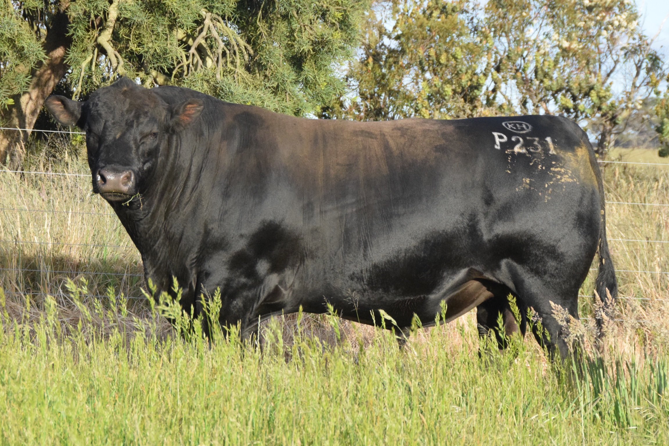 Koojan Hills President P231