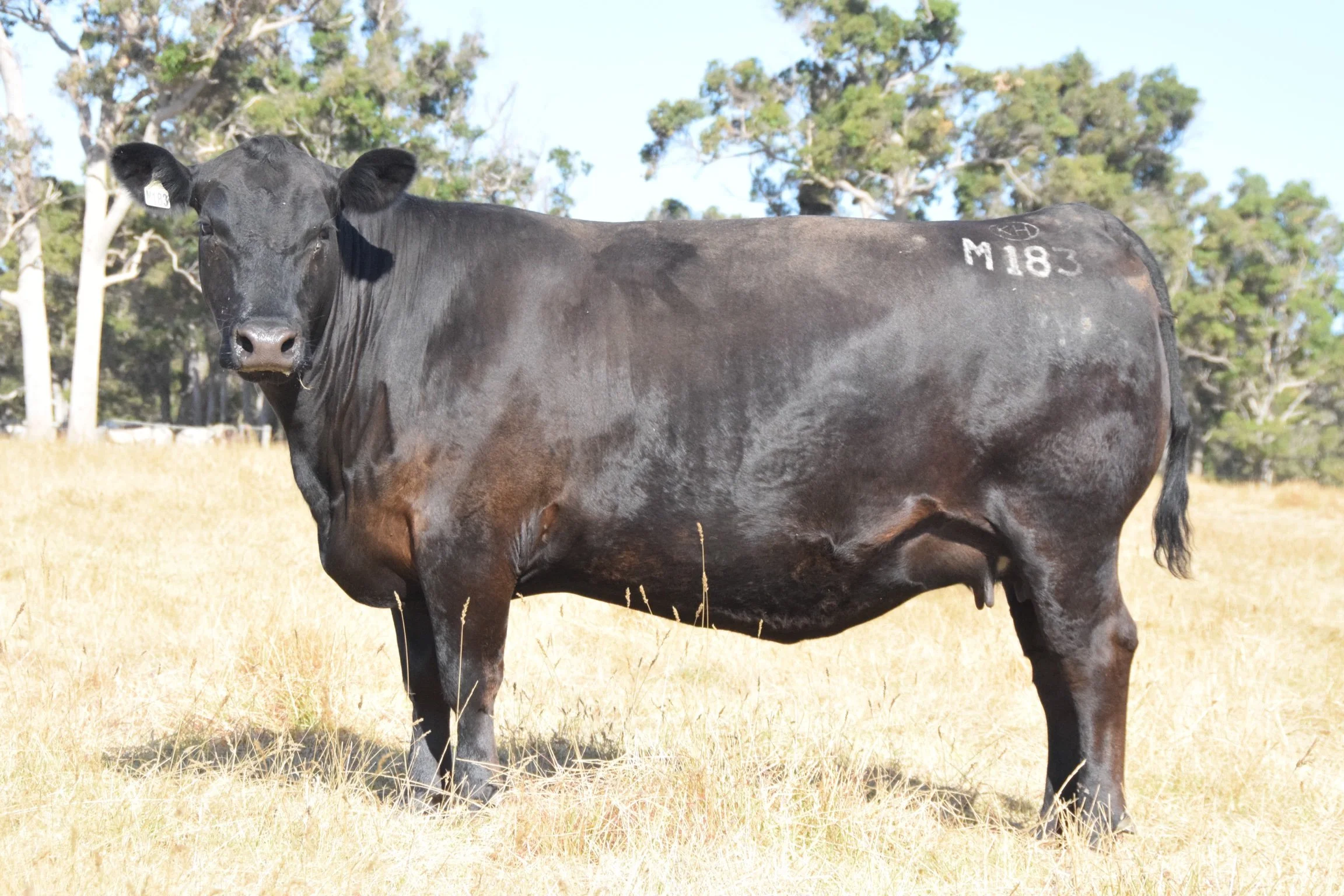 Lot 19 dam - M183.jpeg