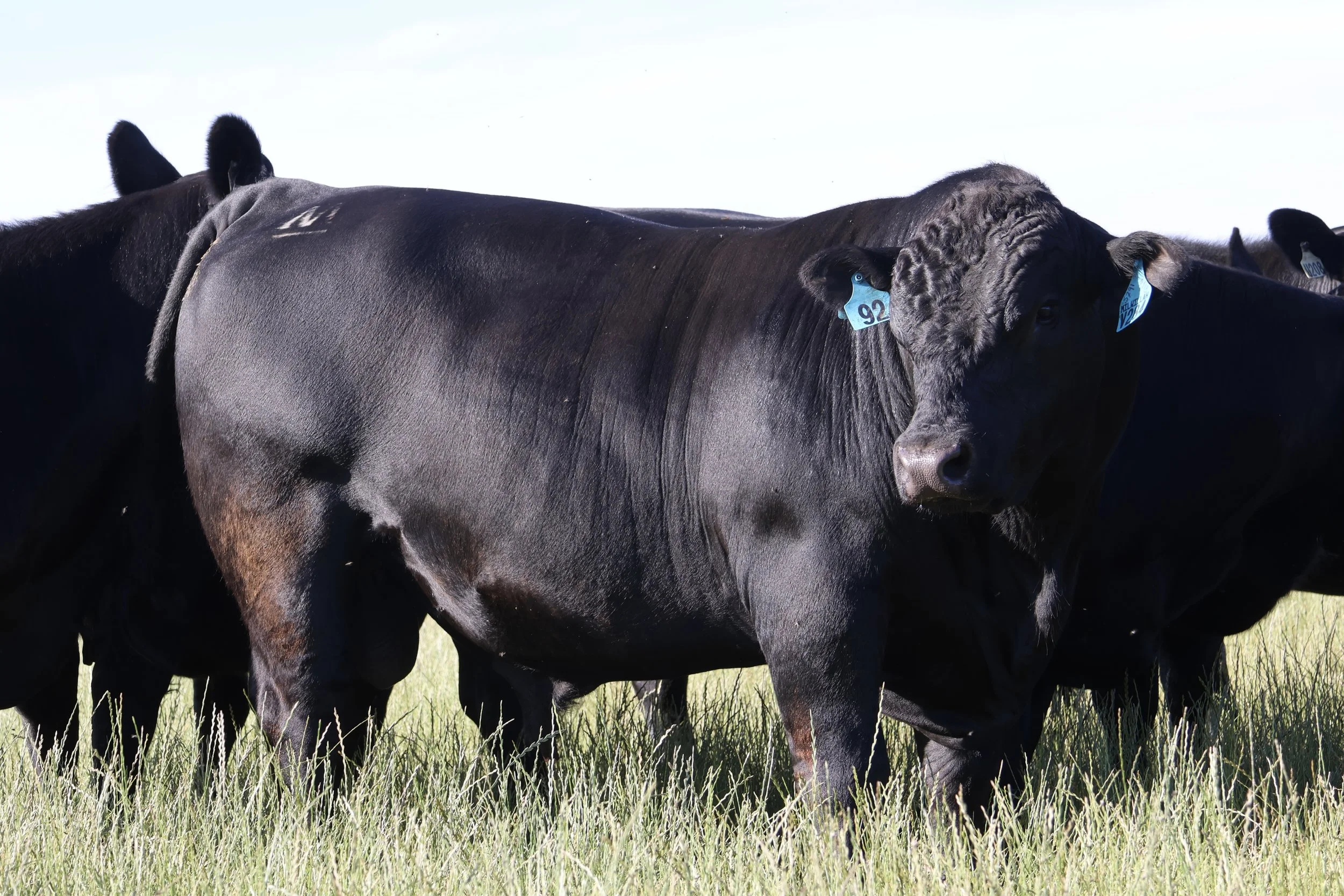 Milwillah Sergeant V284