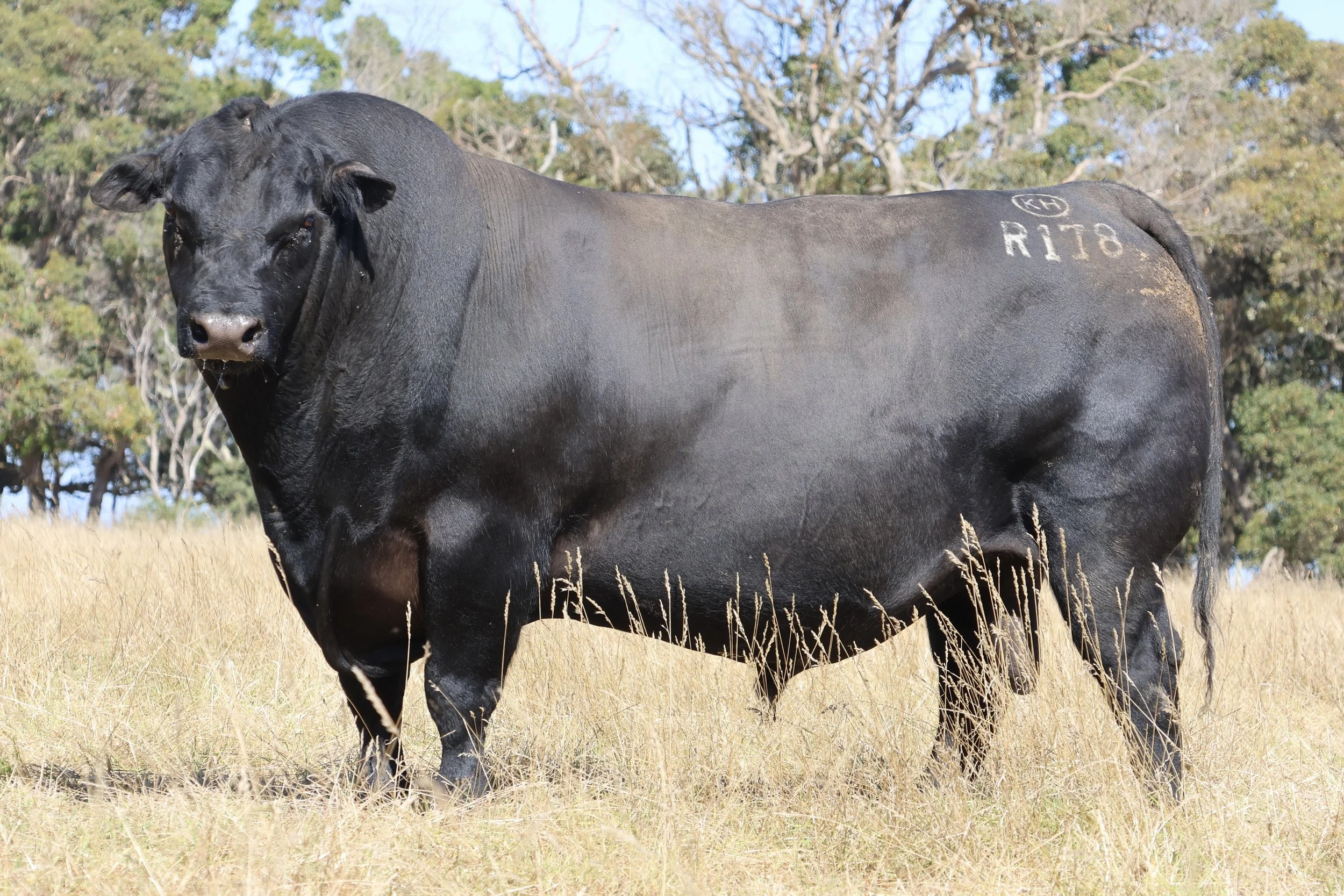 Koojan Hills Stunner R178