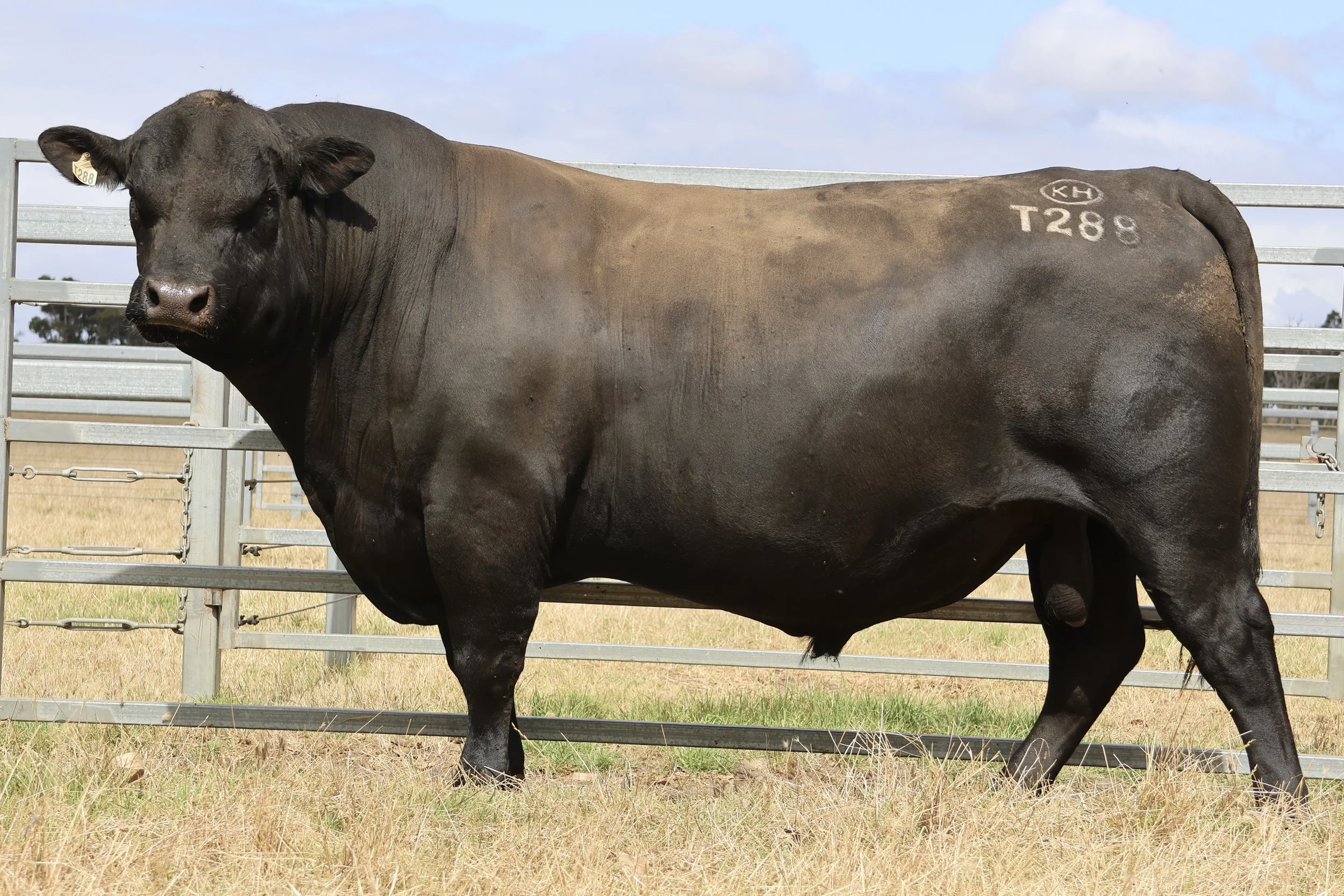 Koojan Hills Trident T288