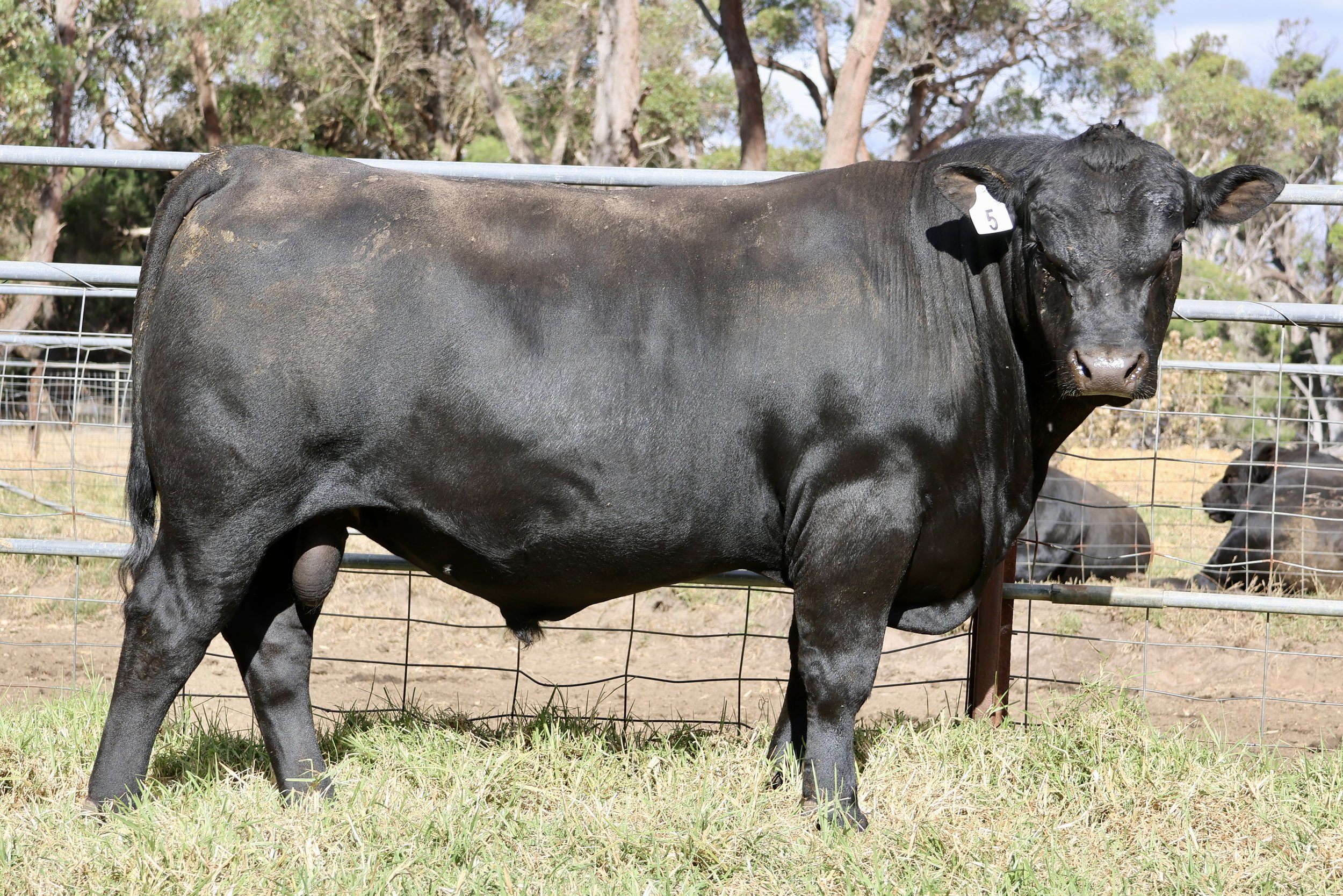 Lot 5 - Koojan Hills Vulcan V266