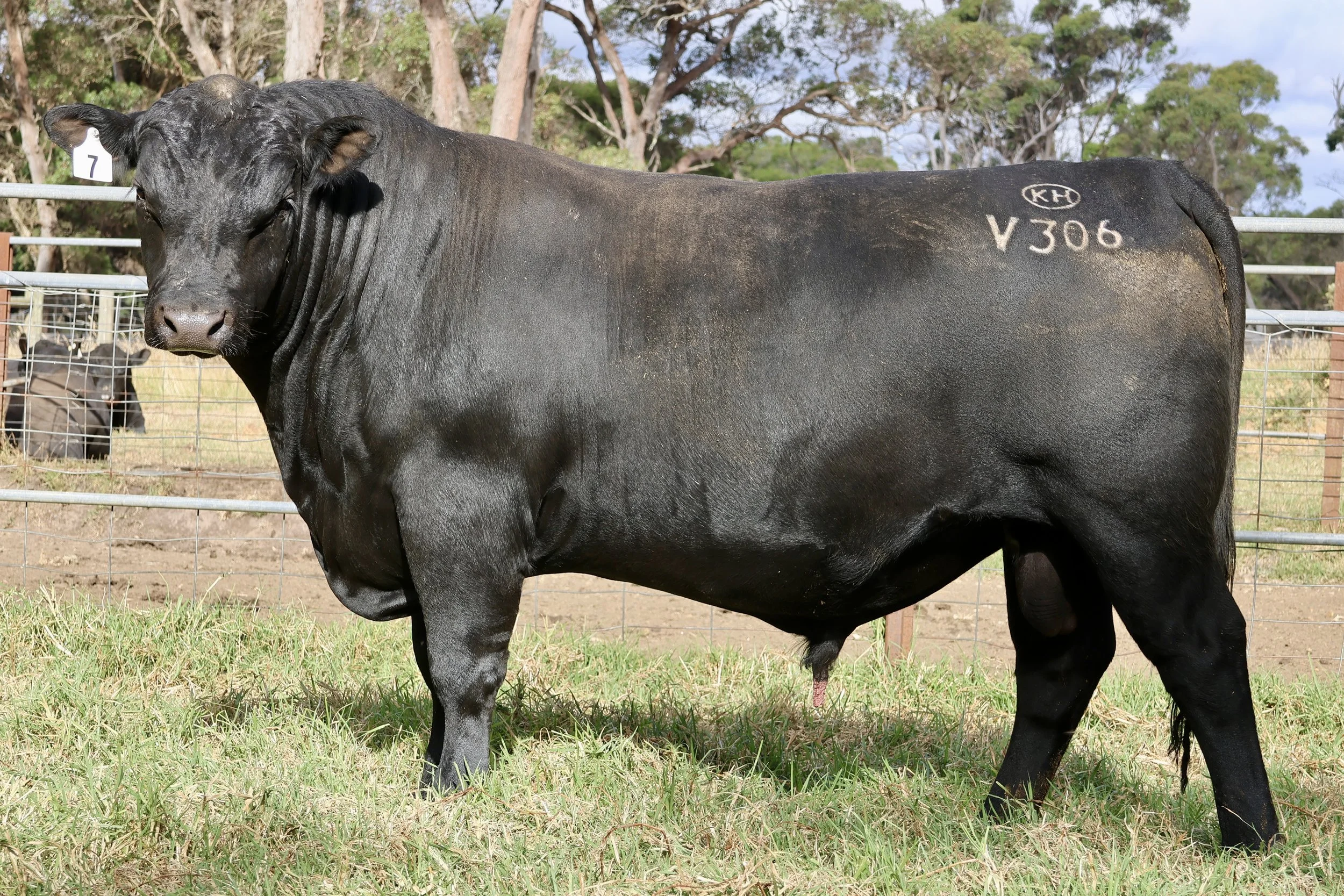 Lot 7 - Koojan Hills Vulcan V306