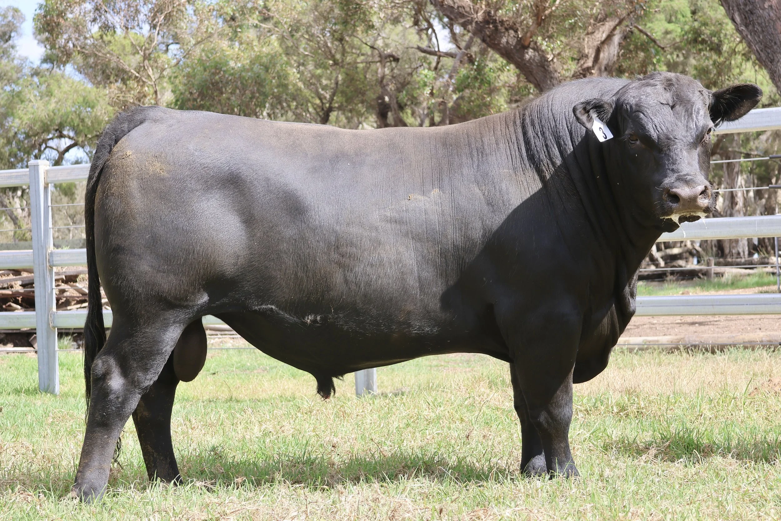 Lot 3 - Koojan Hills Man In Black V30