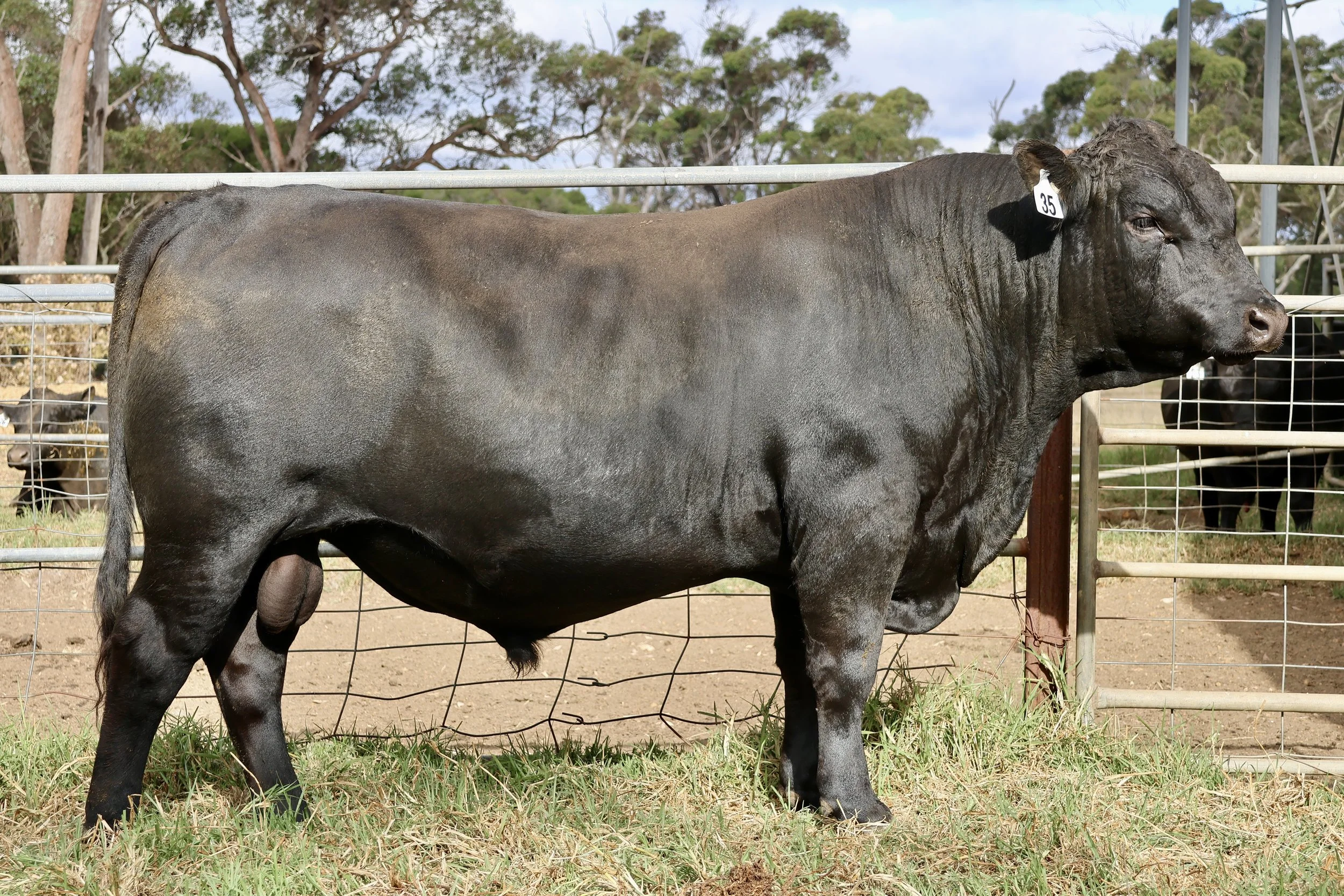 Lot 35 - Koojan Hills Vulcan V459