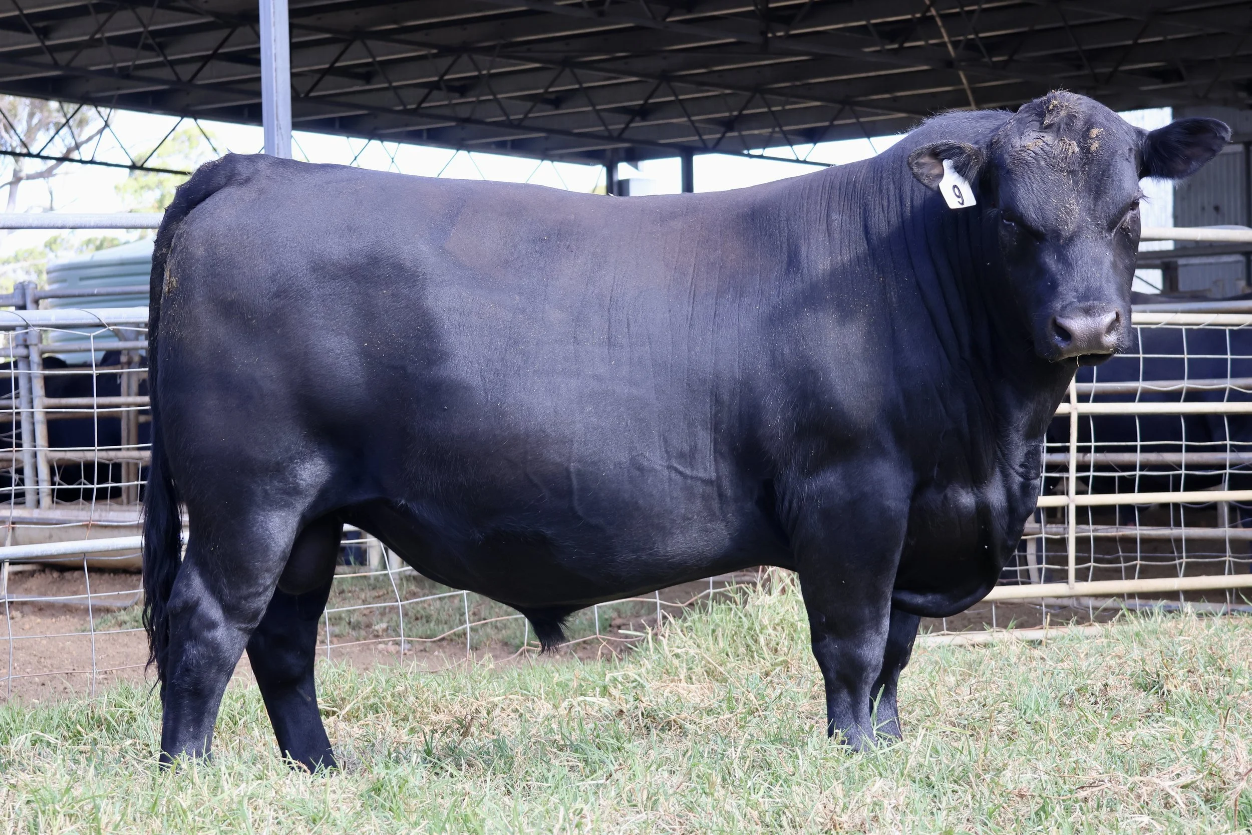 Lot 9 - Koojan Hills Vladimir V305