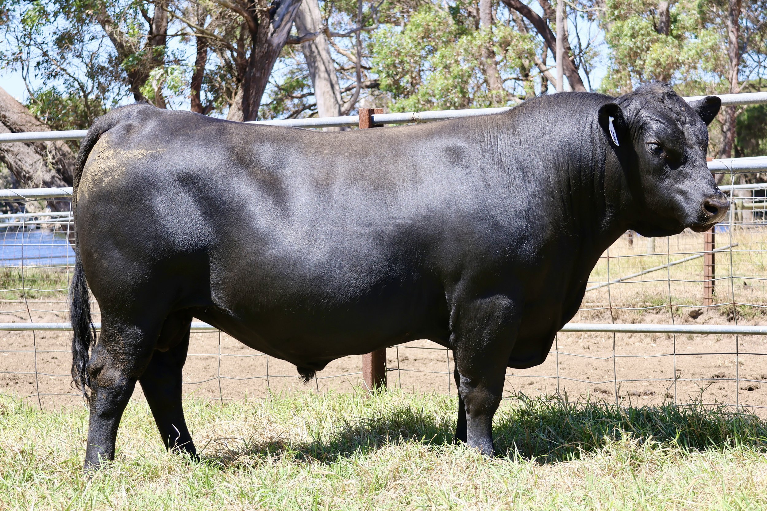 Lot 16 - Koojan Hills Vancouver V353