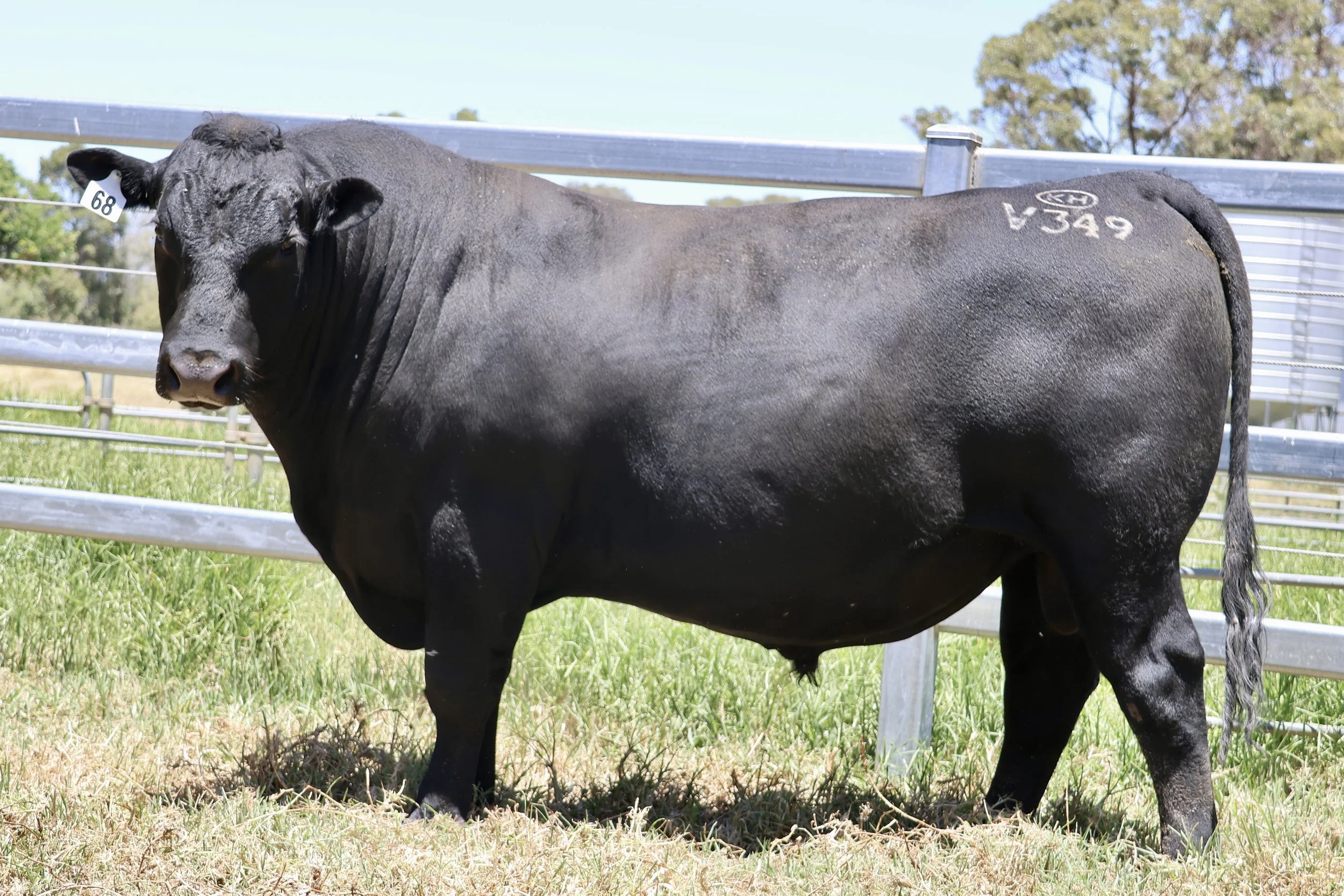 Lot 68 - Koojan Hills Vin Diesel V349