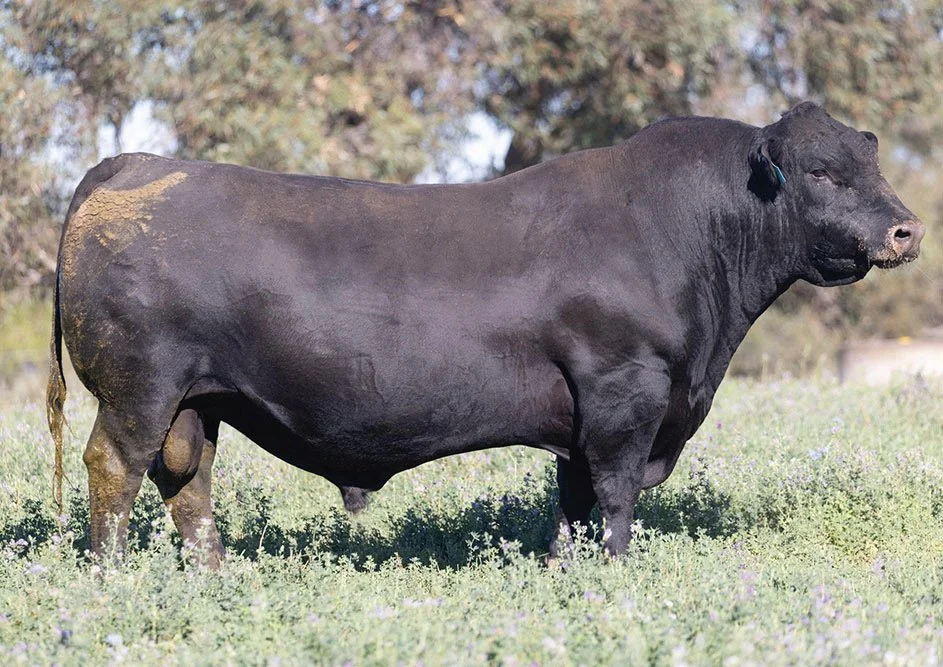 Mandayen Reebok R442