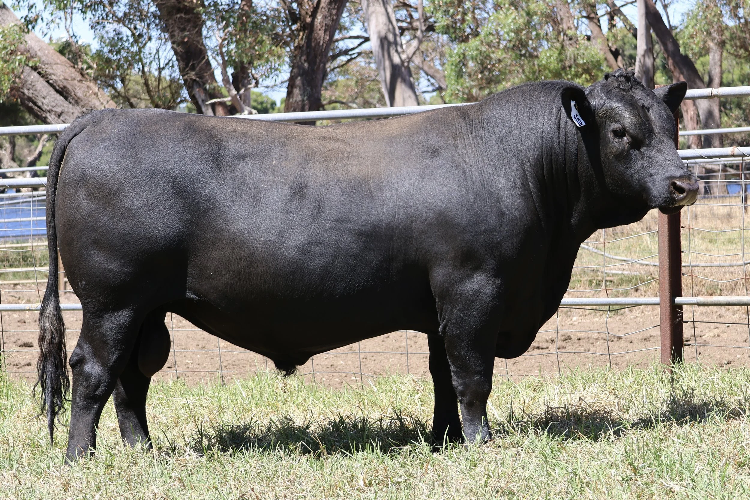 Welcome to Our 2026 Bull Sale