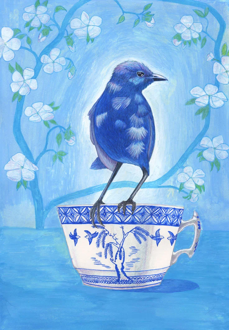 website splendidfairywren.jpg