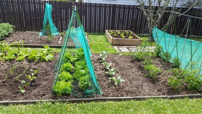 Vegetable garden