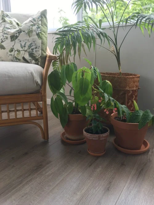 Indoor Plants