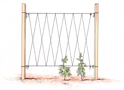 https://home.howstuffworks.com/staking-vegetables.htm