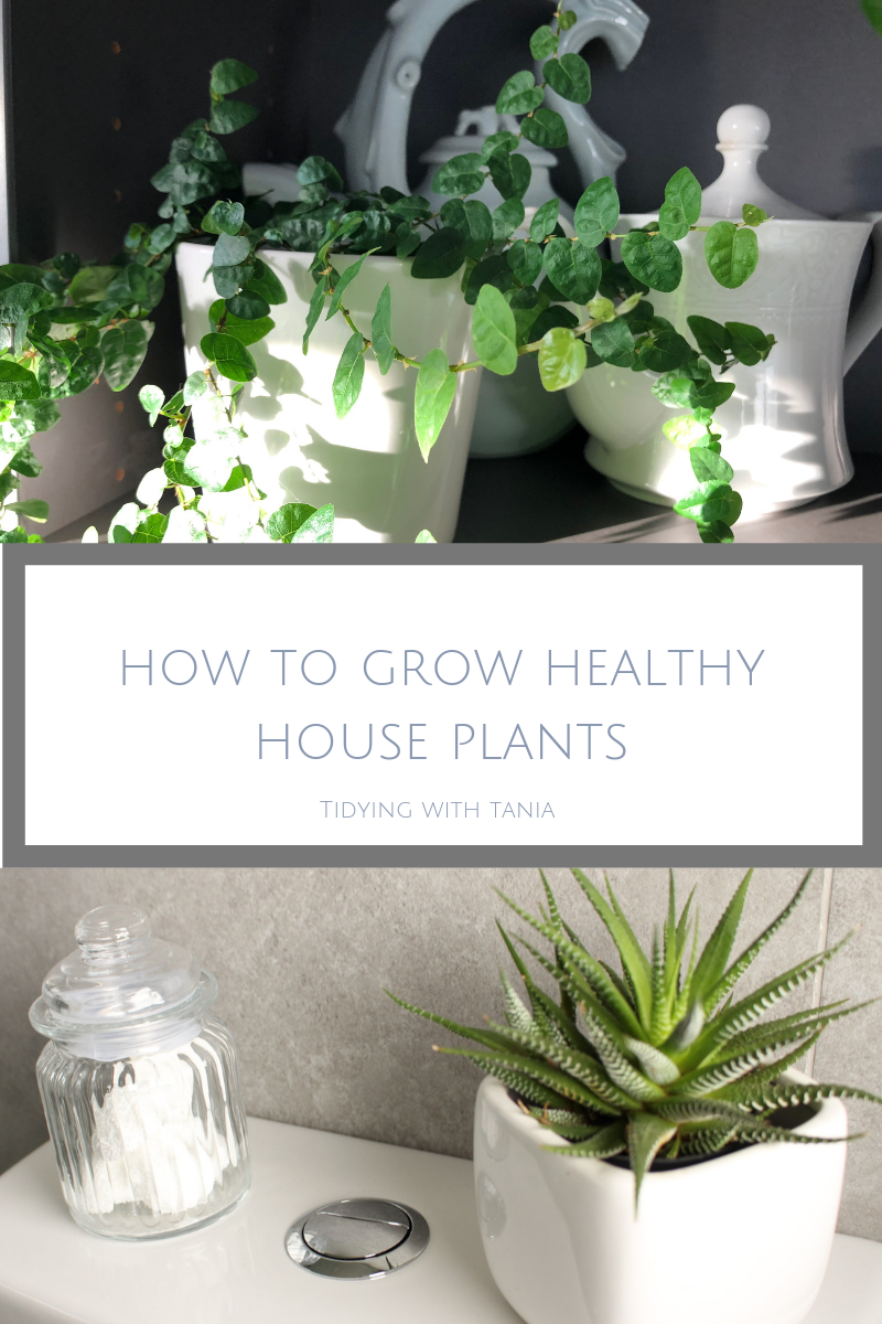 How to grow healthy house plants (1).png