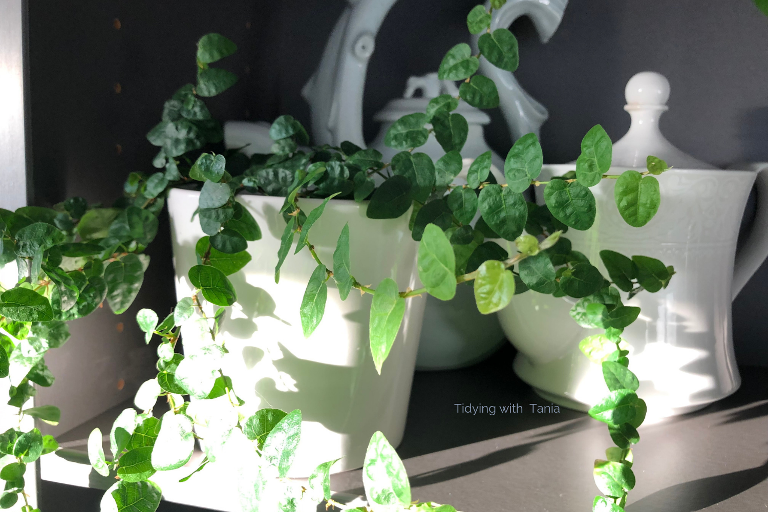 Climber in white pot.png