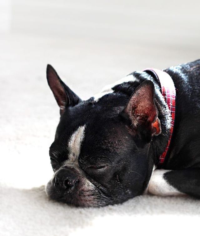 Do you see this cute little Boston Terrier? You might think, what does he have to do with weddings and jewelry? Well, the answer is...A Lot! Why? Because he's my companionship every single date and all long nights. When kids are in school he's the on