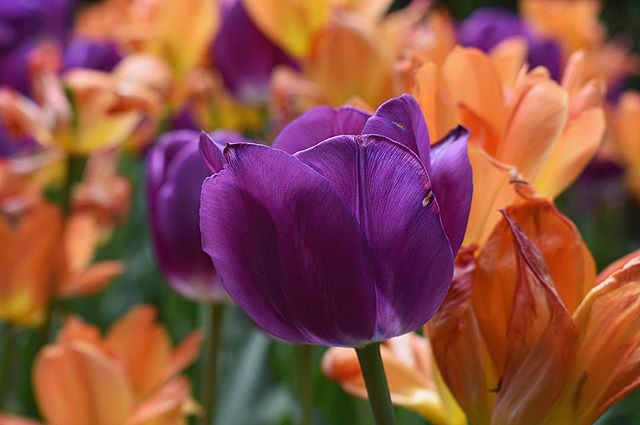 Read my Tulips... bring back the sun!!
.
.
.
.
.
.
.
.
.
#tulips #flowerphotography #flowers #colors #vibrant #spring #beauties #springtime #photography #nikonphotography #nikon #instagood #instadaily #purpletulips #orangetulips #focus