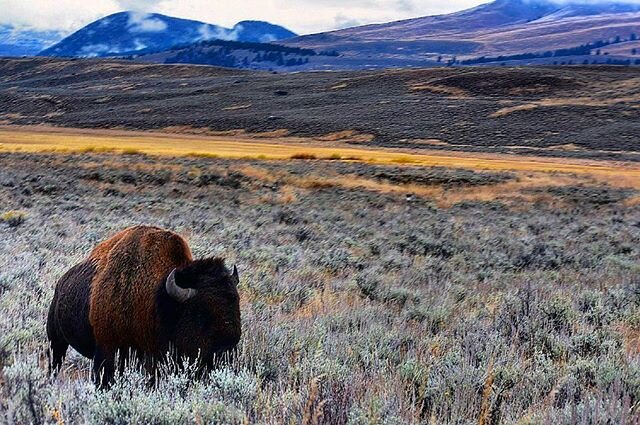 Into The Wild 🐂 💛  #yellowstonenationalpark @yellowstonenps @natgeotravel 📸 .
.
.
#naturephotography #nature #animalphotography #yellowstone #yellowstonenps #nationalpark #yellowstonenationalparkphotography #yellowstonephotography #nationalgeograp