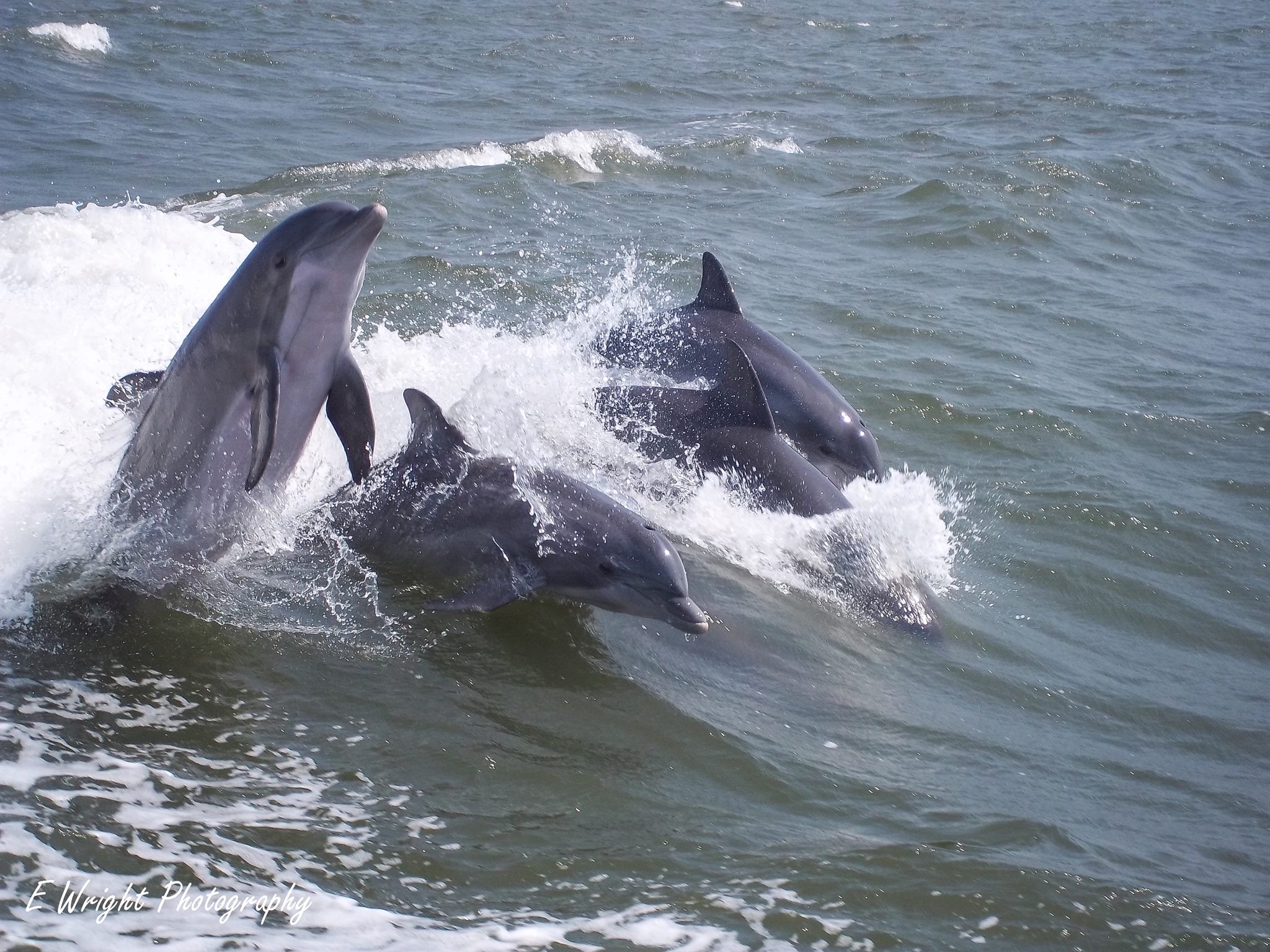 dolphins ms gulf coast by emmy wright.jpg