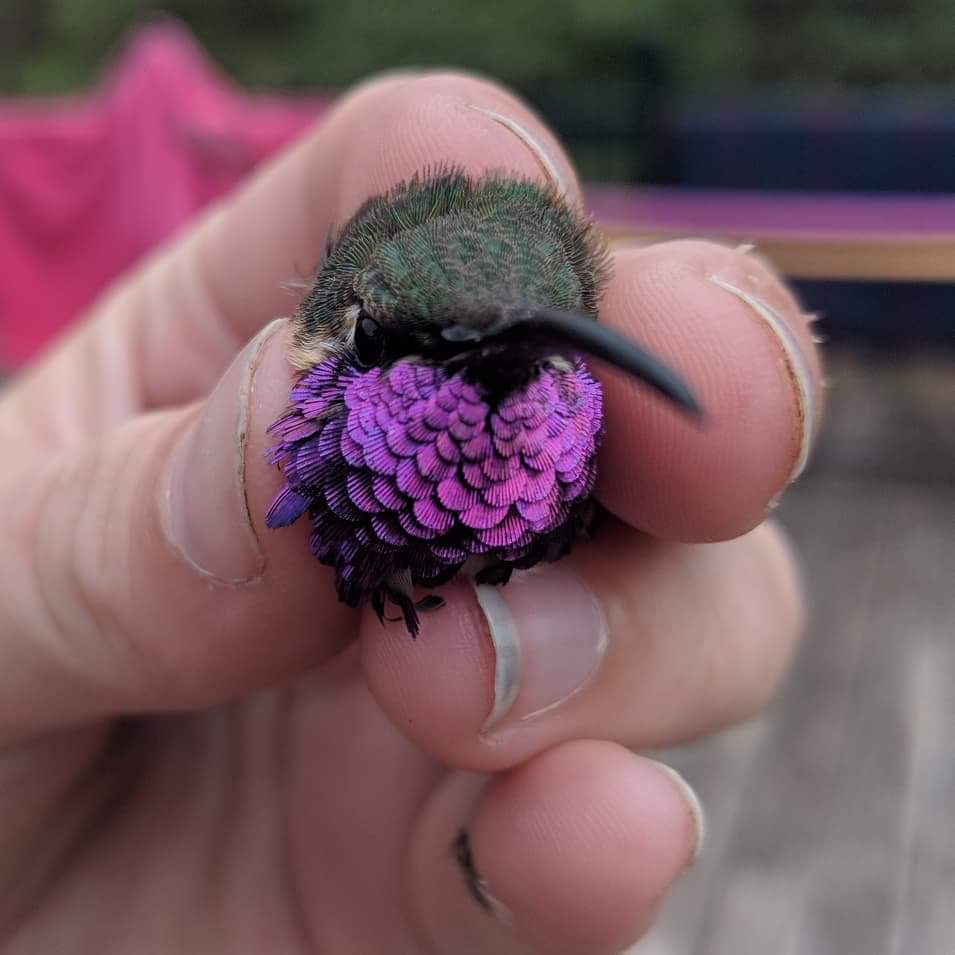 hummingbird from pascagoula audubon ctr.jpg